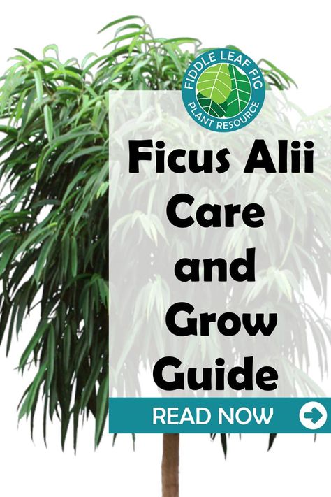 Ficus Alii is a beautiful perennial ornamental fig and can be a terrific addition to your houseplant collection. This plant is known for its deep green and bushy foliage. The long, narrow, and willowy leaves give it a classy look. The glossy gaze on the greenery makes it more eye-catching. With its growth, the Ficus Alii may divulge a very thick trunk with pronounced beautiful variegation, giving it a palm-like appearance. Ficus Alii, Fiddle Leaf Fig Tree, Fiddle Leaf, Fiddle Leaf Fig, Fig Tree, How To Look Classy, Deep Green, Plant Care, Fig