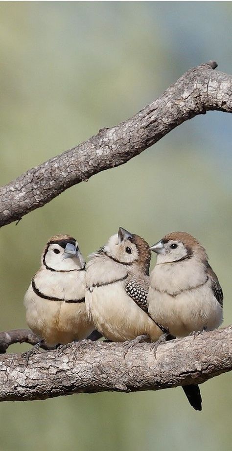 Pet Finch, Finch Bird, Birds Sitting, Finches Bird, Finches, Bird Watcher, Australian Birds, Nature Birds, Backyard Birds