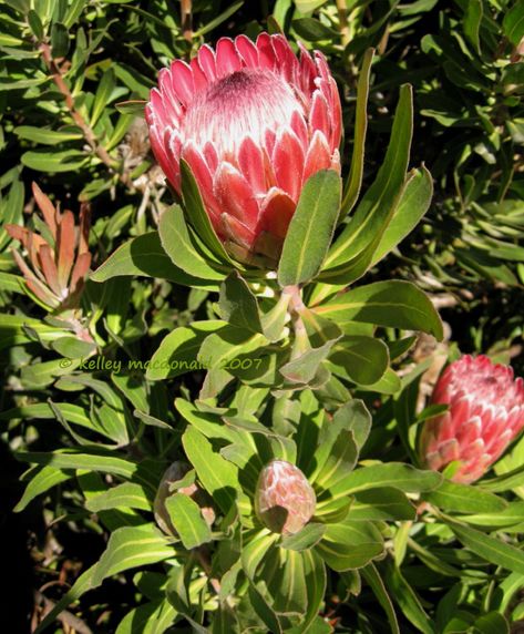 Protea Pink Ice, Pink Ice Protea, Garden Redesign, Black Cockatoo, African Plants, Ice Plant, House 2, Front Garden, South African