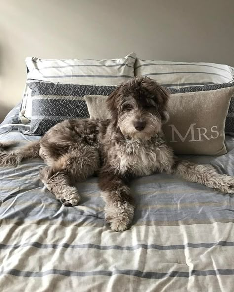 Aussiedoodle Full Grown, Aussie Doodle, Cockapoo Dog, Puppies And Kitties, Cuddly Animals, Doodle Dog, Dog Rules, Baby Puppies, Labradoodle