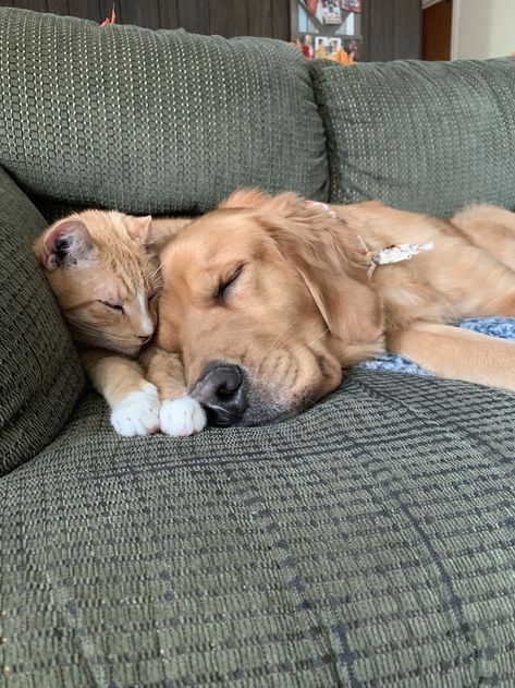 Can Cats and Dogs Communicate With Each Other? Orange Cat Golden Retriever, Golden Retriever And Cat Aesthetic, Cat And Dog In Love, Ginger Cat And Golden Retriever, Orange Cat And Golden Retriever, Golden Retriever And Orange Cat, Cat And Dog Aesthetic, Golden Retriever And Cat, Cat With Dog