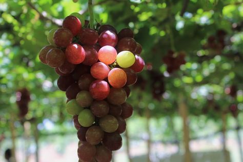 Grape Farm, Bauang, La Union Grape Farm, Grapes, Fruit, La Union