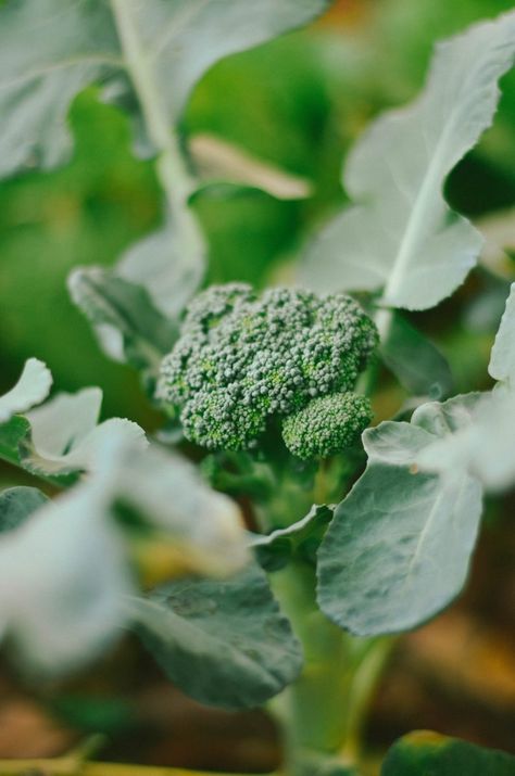 How To Grow Broccoli Onion Companion Planting, Seasoned Broccoli, Broccoli Plant, Growing Broccoli, Broccoli Benefits, Broccoli Seeds, Natural Ecosystem, Vegetarian Recipe, Green Vegetables