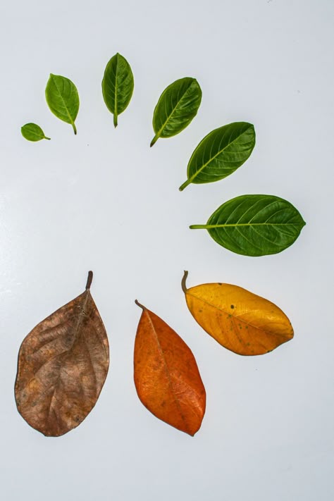 Developmental stages of a leaf with white background, autumn, background, botanical, botany, branch, brown, close-up, collection, color, colorful, decoration, developmental, dry, dry season, environment, flat, flora, foliage, fresh, freshness, garden, green, group, growth, herbal, history concept, indoor, laurel, leaf, leaves, life, natural, nature, object, orange, organic, plant, red, season, seasonal, seasoning, shape, spring, stages of growth, summer, texture, tree, tropical, white, yellow, Summer Texture, Advanced Higher Art, Background Autumn, Plant Texture, Tree Growth, Autumn Background, Leaf Illustration, Developmental Stages, Red Tree