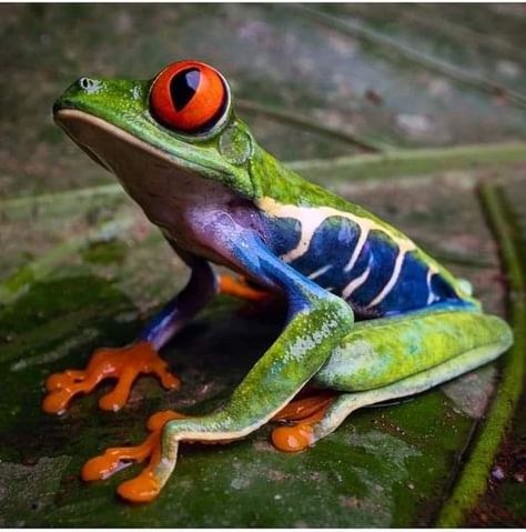 Rainforest Frog, Frog Species, Regard Animal, Poison Frog, Amazing Frog, Wild Animals Photography, Red Eyed Tree Frog, Frog Illustration, Frog Pictures