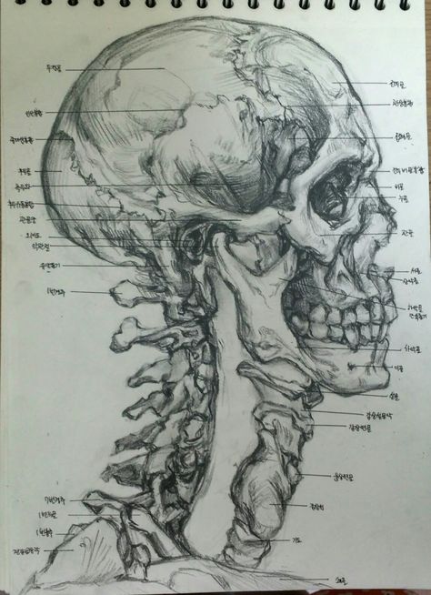 Inside Human Head Human Head, Anatomy, Humanoid Sketch, Human, Art, Design