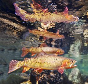 Yellowstone Cutthroat- Fish Eye Guy Photography Trout Photography, Grayling Fish, Montana Art, Cutthroat Trout, Fly Fishing Art, Fishing Photography, Brook Trout, Pike Fishing, Fish Eye