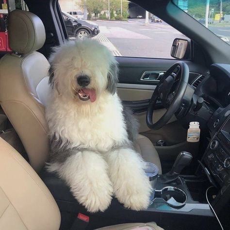 Declan Kane, English Sheepdog Puppy, Big Fluffy Dogs, Dreamland Billionaires, Sheepadoodle Puppy, Bearded Collie, English Sheepdog, Old English Sheepdog, Fluffy Dogs