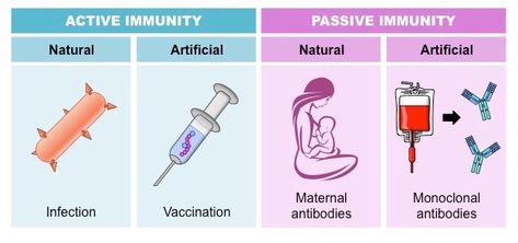 Types Of Immunity Nursing, Pathophysiology Nursing Immunity, Active And Passive Immunity, Immunity Nursing Notes, Types Of Immunity, Immunity Nursing, Oral Pathology, College Nursing, Nursing School Motivation