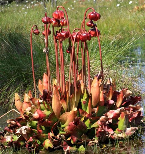 Purple Pitcher Plant #Carnivorous Pitcher Plant Flower, Pitcher Plant Care, Carnivorous Plants Care, Bog Gardens, Purple Pitcher Plant, Carnivorous Plants Terrarium, Carnivorous Pitcher Plant, Sarracenia Purpurea, Insectivorous Plant