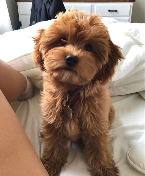 Small Brown Dog, Funny Dog Pics, Dog Drawing Reference, Big Dogs Breeds, Goldendoodle Grooming, Biggest Dog In The World, Cute Fluffy Puppies, Biggest Dog, Poodle Toy