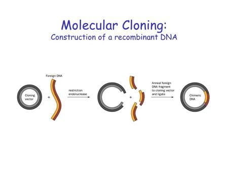 Molecular Cloning: Construction of a recombinant DNA> Dna Cloning, Biology Project, Recombinant Dna, Biology Projects, Dna Replication, Eukaryotic Cell, Dna Molecule, Genetic Diseases, Paternity Test