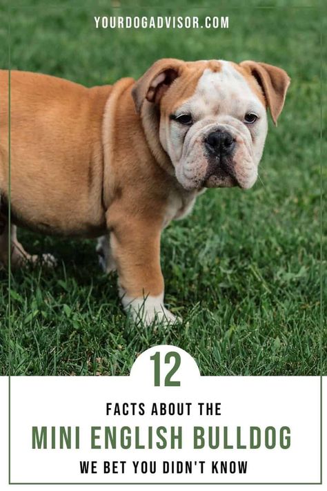 The Mini English Bulldog is often confused for a toy version of the standard English Bulldog, and for good reason. Olde English Bulldog Puppies, Mini English Bulldogs, Miniature English Bulldog, Medium Sized Dogs Breeds, Mini Bulldog, Dog Breeds Medium, Bulldog Breeds, Bulldog Puppies For Sale, What Dogs