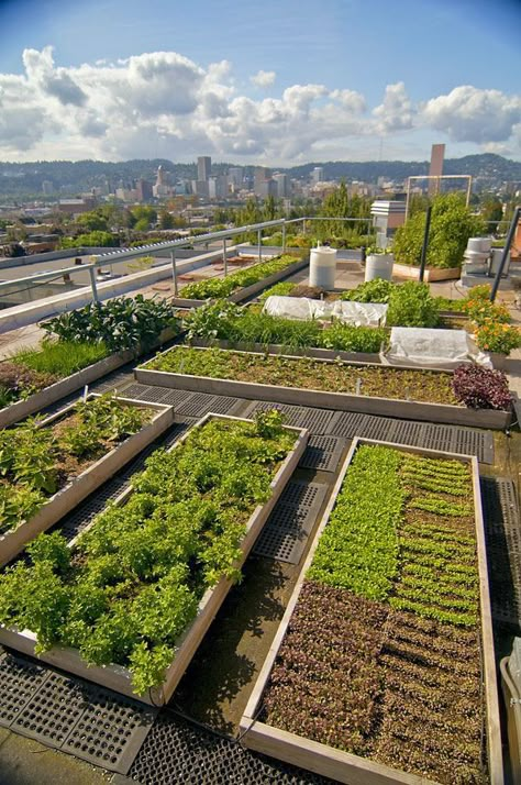 Rooftop Garden Urban, Garden Roof, Roof Garden Design, Roof Gardens, Small Vegetable Gardens, Rooftop Terrace Design, Urban Agriculture, Pergola Design, Rooftop Patio