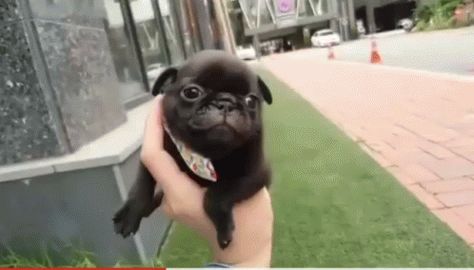 Pug GIF - Pug - Discover & Share GIFs Flight Of The Bumblebee, Puppy Dog Pictures, Bored Dog, Santa Cecilia, Cutest Puppy, Tiny Puppies, Cute Puppy Videos, Pug Puppies, Puppy Care