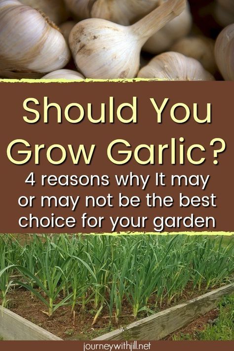 If you are considering growing garlic in the garden or in raised beds, you may wonder if it's right for you. Here are 3 reasons why garlic is a great choice for your garden but 1 reason why it might not be worth it to you. #garlic #grow #howtogrow #fallgarden Growing Garlic In Raised Beds, Tomatoes Growing, Homestead Gardening, Grow Garlic, Veggie Gardens, Urban Homestead, Fall Gardening, Garlic Garlic, Bonsai Seeds