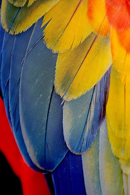 Red Macaw, South America                                                                                                                                                                                 More Macaw Feathers, Foto Macro, Parrot Feather, Feather Art, Food Hall, Colorful Feathers, Patterns In Nature, Color Textures, Bird Feathers