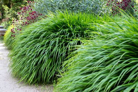 Best Perennial Grasses for Your Yard or Garden Shade Tolerant Grass, Drought Tolerant Grass, Hakonechloa Macra, Lily Turf, Liriope Muscari, Naturalistic Garden, Perennial Grasses, Fountain Grass, Types Of Grass