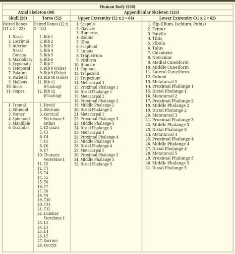 Humam body consists of 206 bones. Here is the full count of bones in an organized manner for easy remembering. 206 Bones, Anatomy Organs, Surgical Technician, Inspirational Phone Wallpaper, Medical Student Study, Study Tips For Students, Study Flashcards, Human Bones, Nursing School Tips