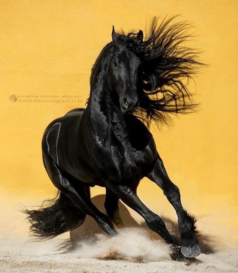 Bold and beautiful black horse running in the sand. Friesian Stallion, Friesian Horses, Beautiful Horses Photography, Horse Photographer, Beautiful Horse Pictures, Horse Wallpaper, Black Horses, Most Beautiful Horses, Friesian Horse