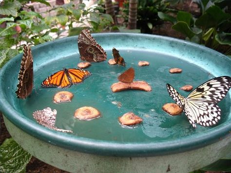 Garden Ideas Homemade, Diy Papillon, Butterfly Food, Butterfly Feeders, Butterfly Feeder, Play Garden, Diy Butterfly, Attract Butterflies, Fairy Garden Diy