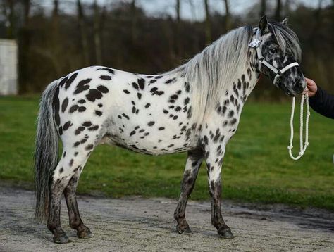 Falabella pony Falabella Horse, Welsh Ponies, Horse Markings, Welsh Pony, Pony Breeds, Miniature Horses, Beautiful Horse Pictures, Mini Pony, Shetland Pony