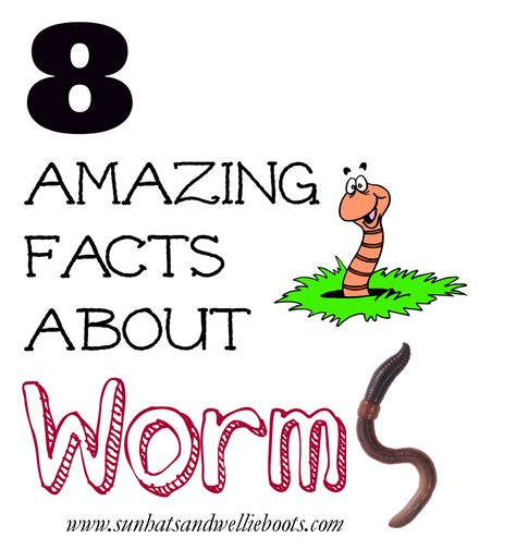 Worm Activities For Kindergarten, Super Worm Activities, Preschool Worms, Worm Inquiry Kindergarten, Worm Facts, Worms Preschool, Preschool Creative Art, Proboscis Worm, Spring School