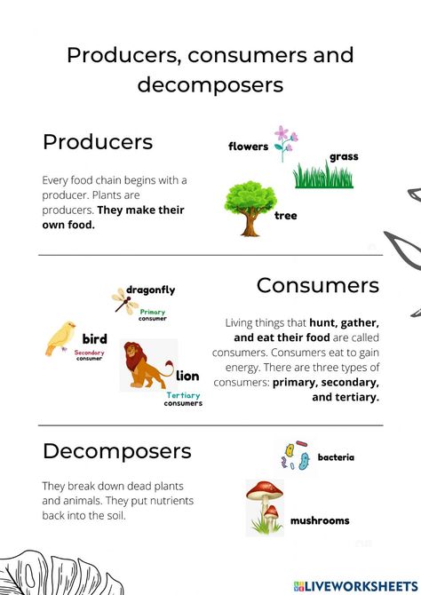 Producers Consumers Decomposers, Weather Quiz, Characteristics Of Living Things, Chemical And Physical Changes, Tech Lab, Transcription And Translation, Worksheets For Grade 3, Montessori Lessons, Animal Cell