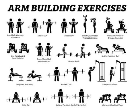 One Arm Dumbbell Row, Exercise Chart, Arm Training, Arm Workout Women, Lifting Workouts, Gym Machines, Thigh Fat, Workout Plan Gym, Bodybuilding Training