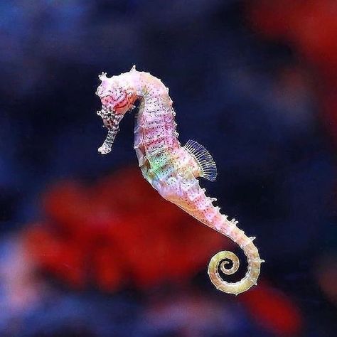 ConservOcean on Instagram: “Woah a beautiful rainbow colored sea horse! 🌈 . Important! Please read 👇 . Many species of seahorses are endangered due to plastic…” Colorful Seahorse, Underwater Animals, Water Animals, Beautiful Sea Creatures, Underwater Creatures, Sea Dragon, 수채화 그림, Sea Horse, Seahorses