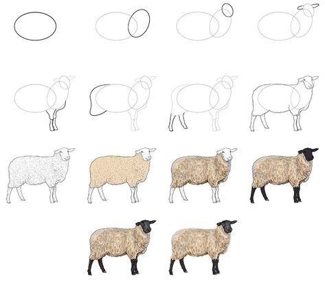 How To Draw Sheep Step By Step, Sheep Sketch Drawings, Shepherd And Sheep Drawing, Lamb Drawing Reference, Watercolor Sheep Tutorial, Sheep Drawing Reference, Watercolor Sheep Paintings, Sheep Paintings Easy, How To Draw A Lamb