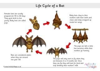 Worksheets, posters, colouring pages and matching activities all for the Life Cycle of a bat Life Cycle Of A Bat, Life Cycles Preschool, Bats Unit, Cycle Poster, Bat Facts, Animals That Hibernate, Bat Coloring Pages, Activity Village, Animal Life Cycles