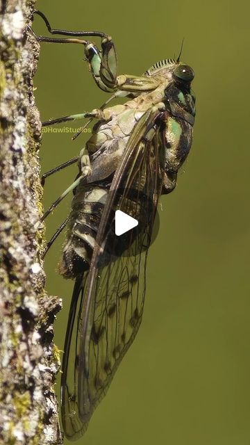 HAWI Studios on Instagram: "Insect (Cicada) Making Noise Loudly
  Wincent  K2DJd 
#wildlife #nature #insects" Amazing Insects, Wildlife Nature, Bugs, Insects, On Instagram, Instagram, Bugs And Insects, Nature