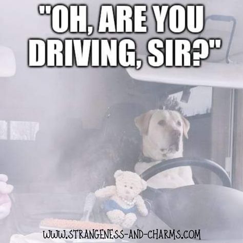 Dog driving a car funny meme Rain Meme, Driving Memes, Dog Driving, Car Funny, Funny Meme, Random Things, A Car, Funny Memes, Drive