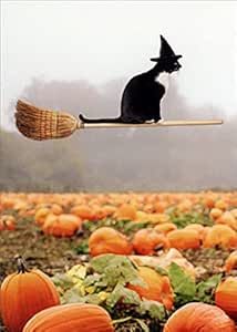 Avanti, Avanti Cat Riding Broom Orange Envelope, Cat Riding, Fall Cats, Iphone Wallpaper Cat, Halloween Garden Flag, Halloween Cats, Cat Halloween Costume, Halloween Garden, Color Interior