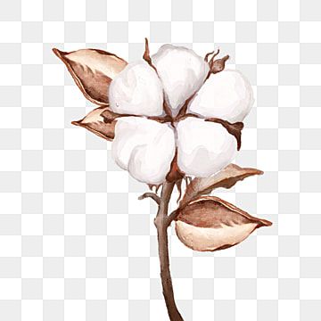 Watercolor Cotton Flower, Cotton Flower Illustration, Cotton Plant Drawing, Cotton Flower Drawing, Cotton Illustration, Cotton Watercolor, Cotton Painting, Cotton Art, Photo Elements