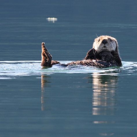 Otters Returning to Central California in Record Droves You can easily spot them from land or from a kayak. | @afarmedia Otter Facts, Alaska Wildlife, Kenai Fjords National Park, Swim Float, Kenai Fjords, Kayak Tours, Sea Kayaking, Central California, Sea Otter