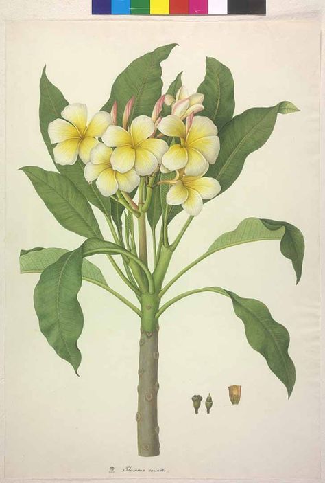 Plumeria Botanical Illustration, Plumeria Obtusa, Plant Prints, Tropical Flower Plants, Floral Composition, Flower Collection, Vintage Botanical Prints, Flower Paintings, Embroidery Flowers Pattern