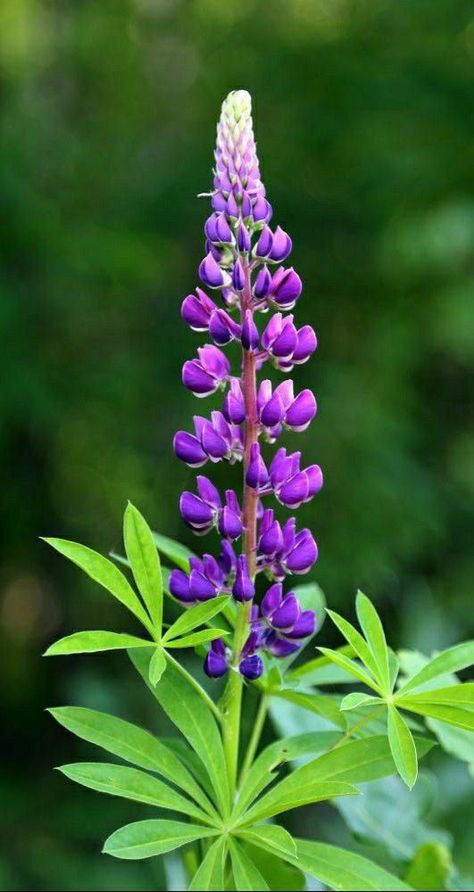 ♔ Fleurs de Lupine - Lupinus Flowers Dream Backyard Garden, Lupine Flowers, Herb Farm, Tall Flowers, Herbaceous Perennials, North And South, Delphinium, Perennial Plants, Wisteria