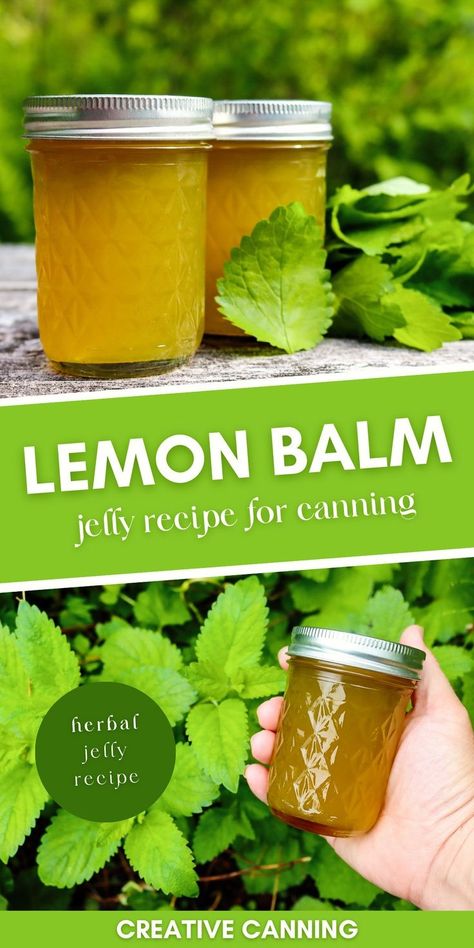 Lemon Balm Jelly: Canning Recipes for Beginners - Looking for a unique homemade jelly recipe? Try making Lemon Balm Jelly! This refreshing herbal jelly tastes like a citrus mint jelly and is perfect for canning. It's a great addition to any breakfast or tea time spread, and a creative way to use up an abundance of fresh lemon balm from your garden. Get creative with your canning by trying out herbal jelly recipes like this one. Jelly Recipes For Canning, Homemade Jelly Recipe, Canning Jelly Recipes, Mint Jelly Recipe, Herbal Jelly, Lemon Balm Uses, Lemon Balm Recipes, Fruit Jelly Recipe, Water Bath Canning Recipes