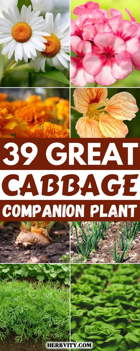 Just like any other vegetable, many companion plants can improve the growth and yield of your cabbage plant. In this article, we will look at 39 good companion plants for cabbages which will help to strengthen your garden from pests and diseases. Best Companion Plants, Cabbage Plant, Flea Beetles, Companion Plants, Attracting Beneficial Insects, Aromatic Plant, Insect Pest, Cabbages, Attract Pollinators