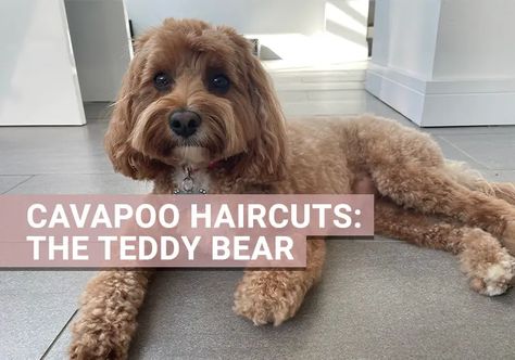 Cavapoo Haircuts to take to the groomers | Best Cavapoo looks Best Cavapoo Haircuts, Cavapoo Haircut Styles Teddy Bear, Teddy Bear Cut Cavapoo, Cavapoo Grooming Styles, Cavapoo Haircut Styles, Cavapoo Haircut, Cavapoo Dogs, Grooming Style, Porter