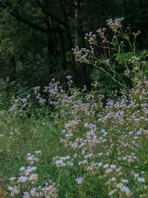 Forest Aesthetic Flowers, Wild Flower Field Aesthetic, Wildflower Bouquet Aesthetic, Forest Flowers Aesthetic, Brylee Core, Wild Flower Aesthetic, Wild Flowers Aesthetic, Kyla Core, Aesthetic Flower Field