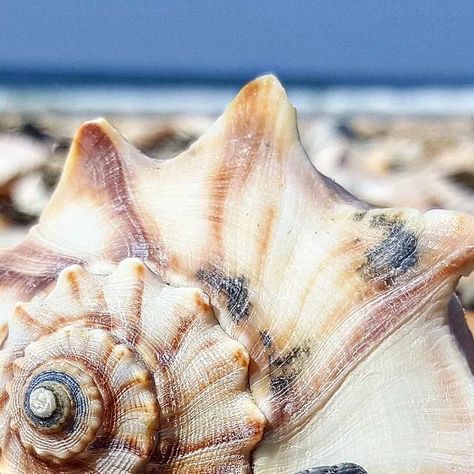 @shellingsobx on Instagram: "Sometimes the smallest shells are the most eye-catching! Swipe to see the reveal of this one. . Knobbed whelk found August 17, 2024, at Shackleford Banks, NC. . . #sheller #shelling #seashells #shells #beachcombing #beachcomber #seashellsofinstagram #whelk #shacklefordbanks #northcarolina #atlanticocean #capelookout #capelookoutnationalseashore #crystalcoast #mycrystalcoast #carteretcounty #corebanks #sobx #obx #treasure #shellcollection #whelkwednesday" Shell Texture, Shell Collection, Golden Ratio, Beach Combing, August 17, Atlantic Ocean, Banks, Sea Shells, Fossil