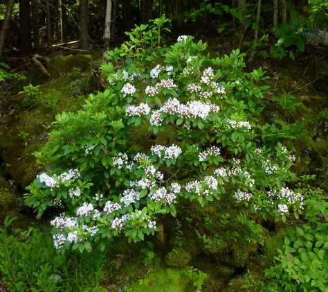 mountain laurel 1 Laurel Bush, Laurel Shrub, Laurel Plant, Laurel Hedge, Kalmia Latifolia, Garden Solutions, Mountain Laurel, Garden Shrubs, Bee Garden