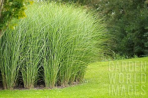 MISCANTHUS SINENSIS GRACILLIMUS Miscanthus Gracillimus, Miscanthus Sinensis Gracillimus, Ornamental Grass Landscape, Miscanthus Sinensis, Seaside Garden, Grasses Landscaping, Grasses Garden, Natural Garden, Garden Photos