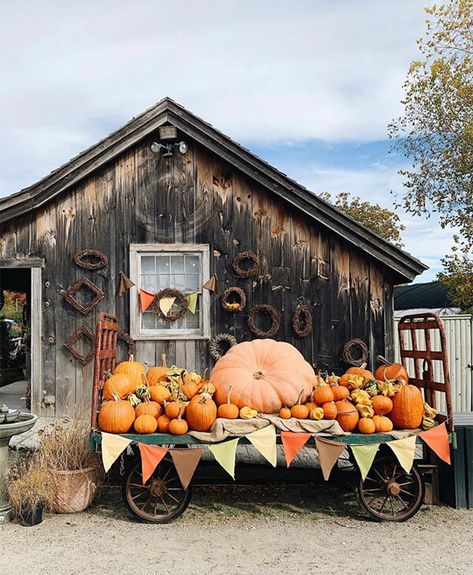 Favorite Fall Shopfronts - The Shopkeepers Fall Farmers Market, Hardy Mums, Pumpkin Patch Farm, Fall Minis, Urban Backyard, Market Booth, Fall Fest, Pumpkin Farm, New England Fall