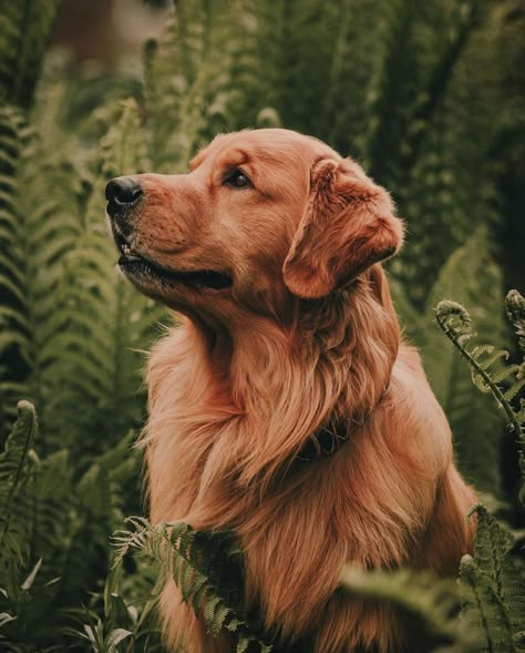 A Golden Retriever, Dog Blog, Tough Day, Therapy Dogs, Dog Runs, Golden Retriever Puppy, In The Jungle, Retriever Puppy, Pet Life