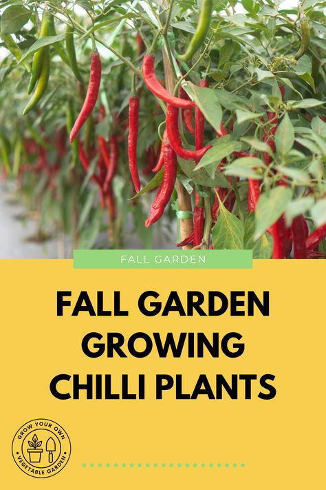 It's time to start thinking about caring for your Fall Garden, so if you have some chilli plants you want to keep going until next year, have a read of our helpful guide. Vegetable Garden Fertilizer, Growing Oregano, Organic Liquid Fertilizer, Growing Thyme, Growing Celery, Growing Parsley, Growing Sage, Oregano Plant, Thyme Plant