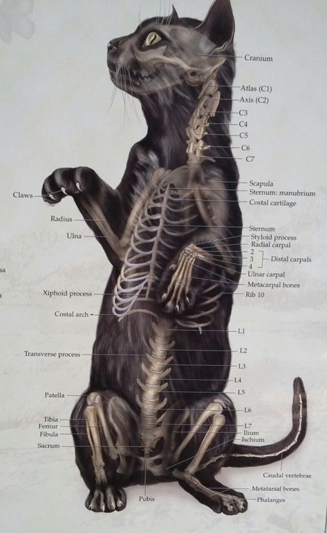 Cats Anatomy, Scientific Visualization, Cat Science, Comparative Anatomy, Feline Anatomy, Vet Tech School, Vet Tech Student, Vet Technician, Anatomy Poster